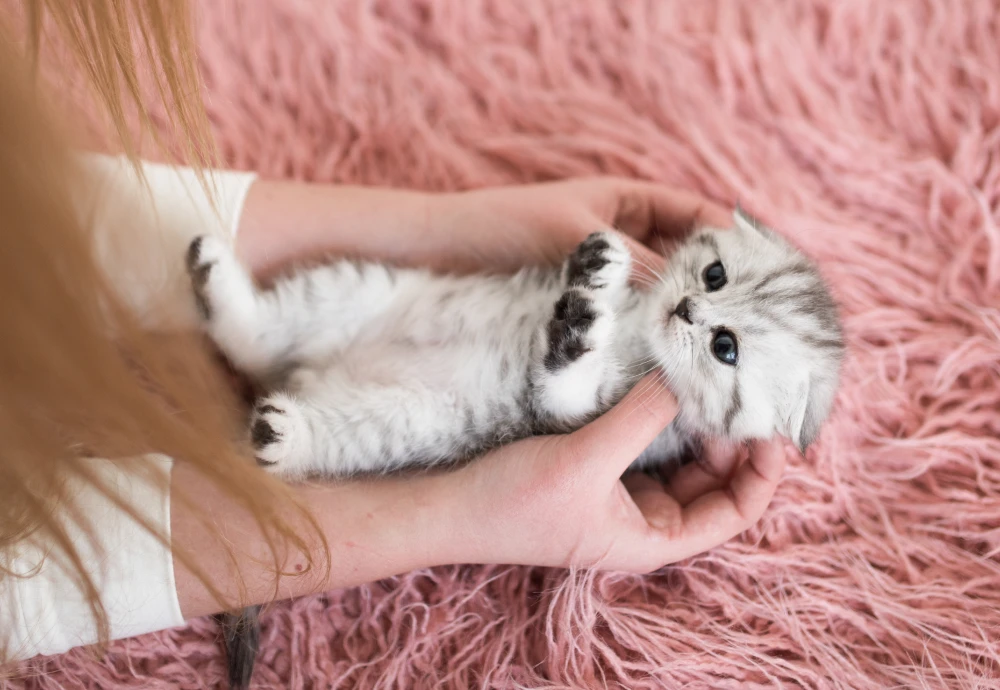 what is the best pet camera